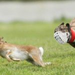 Irish animal rights group slams minister for enabling cruel hare coursing