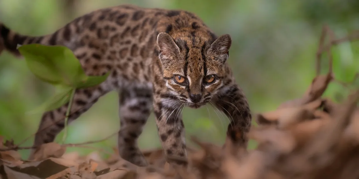Science breakthrough: Adorable new cat species identified for the first time in more than 100 years