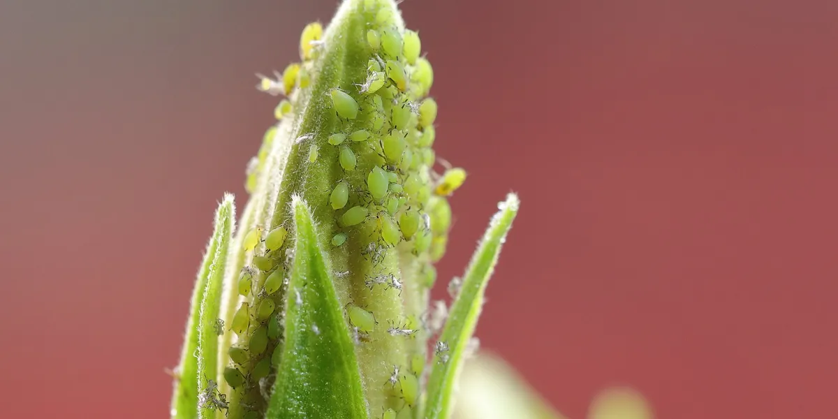 UK aphid infestation: Biblical bug outbreak risks ruining thousands of Britain’s crops amid ‘worst infestation in 25 years’