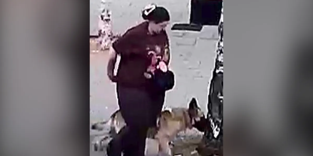 Southampton ‘dog attack’: One-year-old boy rushed to hospital after German Shepherd ‘lunges into pushchair and bites his face’