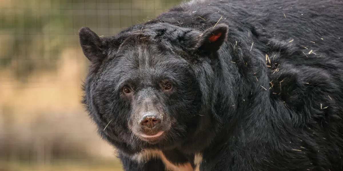 Jimmy Doherty saves five bears from cages in South Korean camp in extraordinary rescue mission