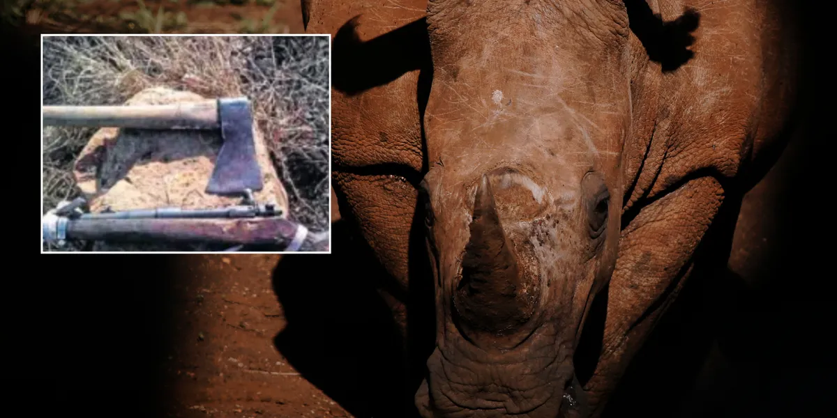South Africa: Poacher trampled to death by herd of elephants while lining up shot on white rhino