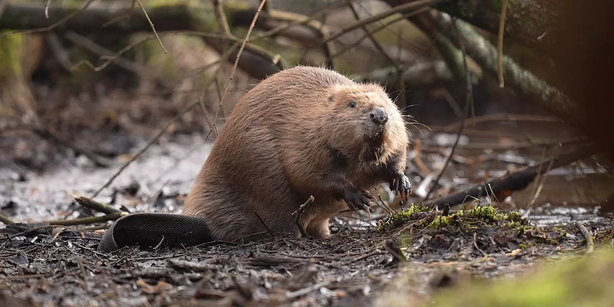 Science breakthrough: Beavers return to Scotland’s Loch Ness for first time in 500 years