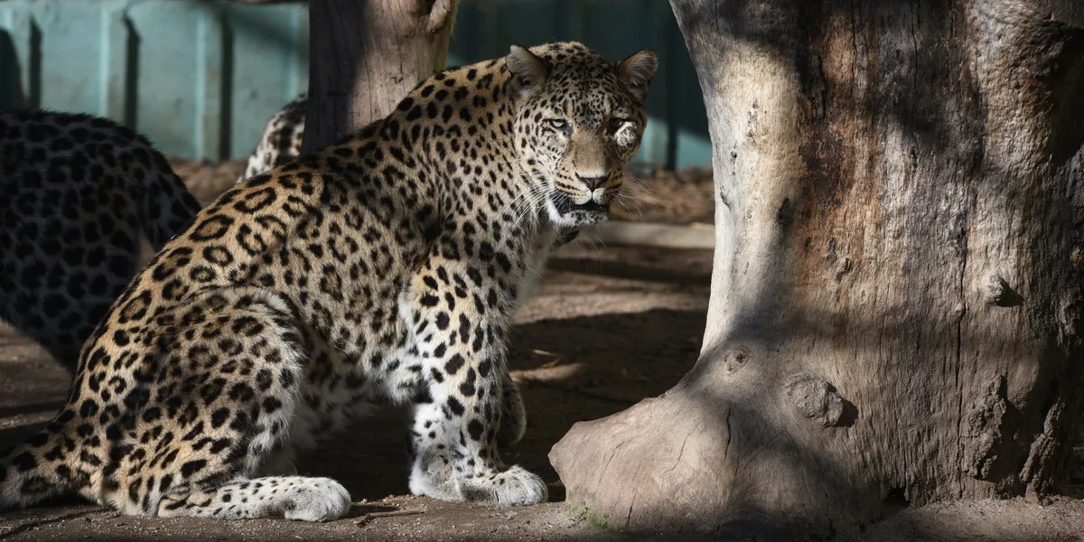Leopard mauls zookeeper to death as Safari Park launches investigation into horror attack